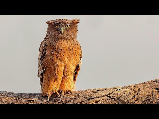 The World's LARGEST and RAREST Owl Species — Blakiston’s Eagle Owl