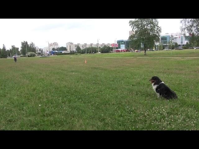 Родичкина Ирина и аусси Джет Онлайн соревнования DynamicCup, 2 этап......выдержка