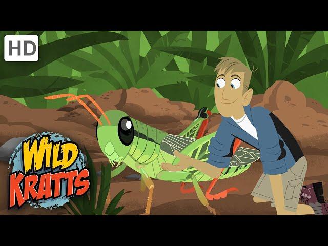 Wild Kratts |Grasshopper |Insects|NATURE