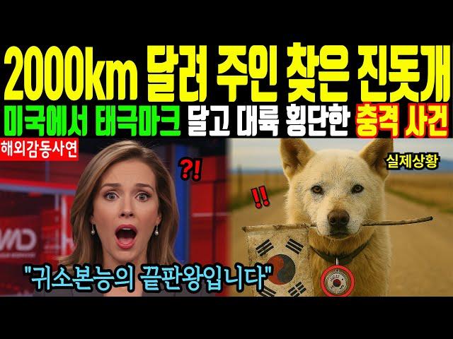 [해외감동사연] 2000km 달려 주인 찾은 진돗개 - 미국에서 태극마크 달고 대륙 횡단한 충격 사건