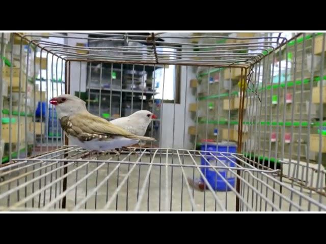 silver and fawn diamond fire tail finch  | noorullahbirdsfarm | variety of finches |jambo size finch