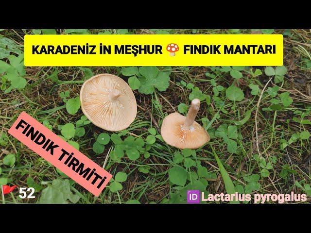 Karadeniz'in Meşhur Fındık Tirmiti. Fındık Mantarı, Kirmit Mantarı, Lactarius pyrogalus,#tirmit,