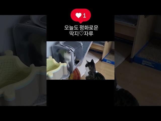 사이좋은 냐옹 남매 #cat #삼색이고양이 #뚱냥이 #인생이심심하다면 #고양이 #입양하세요 #냥줍