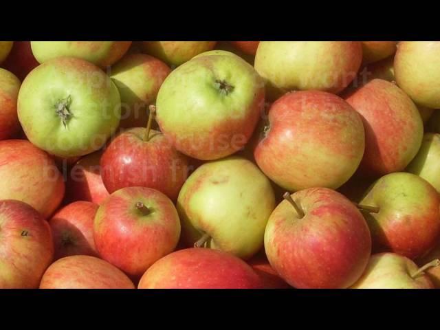 A guide to harvesting apples