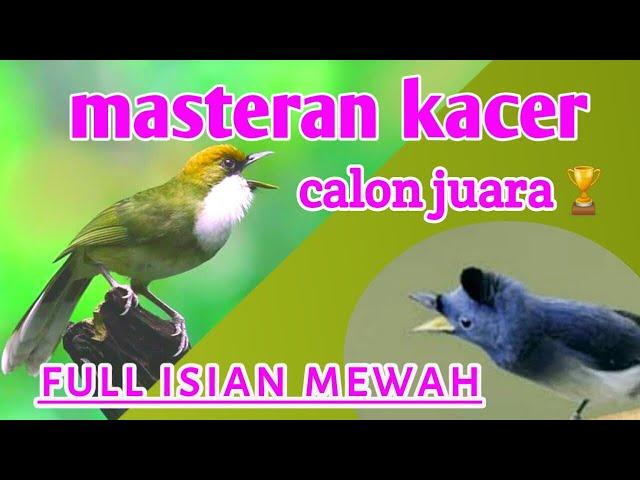 Mantap nih??Masteran kacer juara nasional full isian mewah