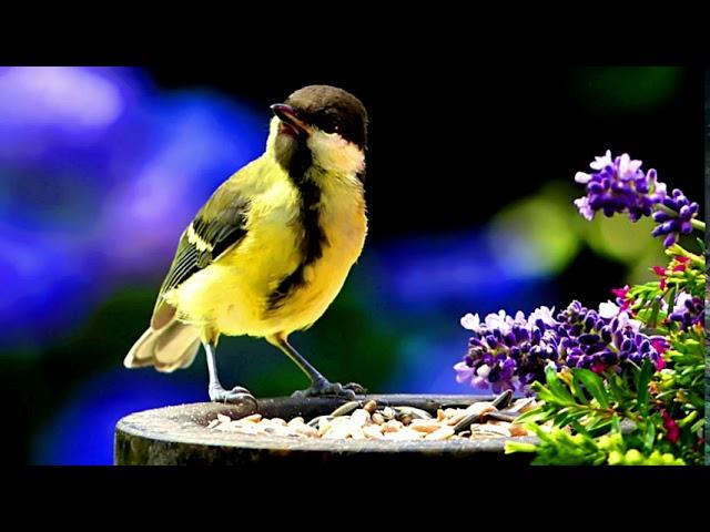 Great Tit.Bird Song.(Parus major).