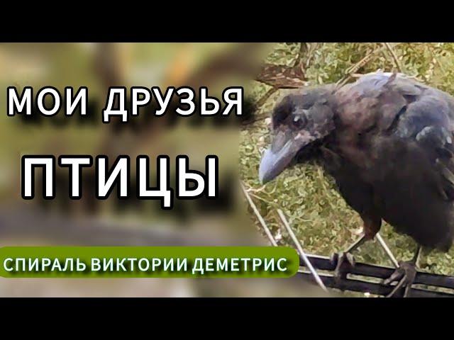 История дружбы с ПТИЦАМИ