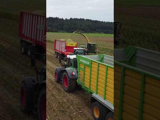 Mais häckseln  fendt 820 ️