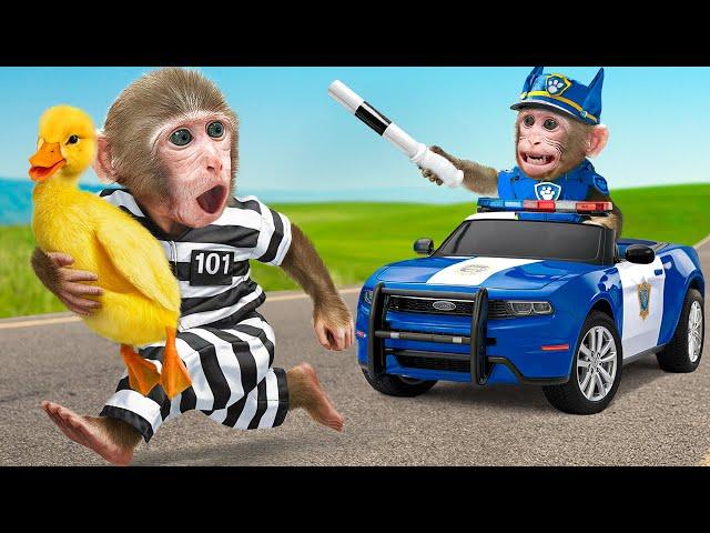 KiKi Monkey pretend Paw Patrol Police do rescue mission & Take Care of Duckling | KUDO ANIMAL KIKI