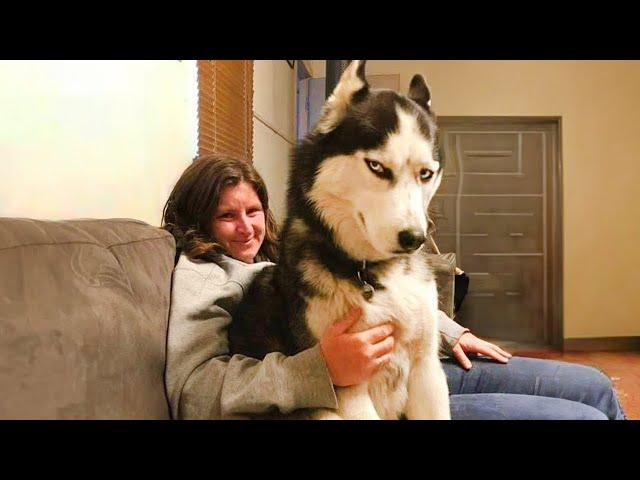 No one does drama like a Husky!  FUNNIEST Dogs Video