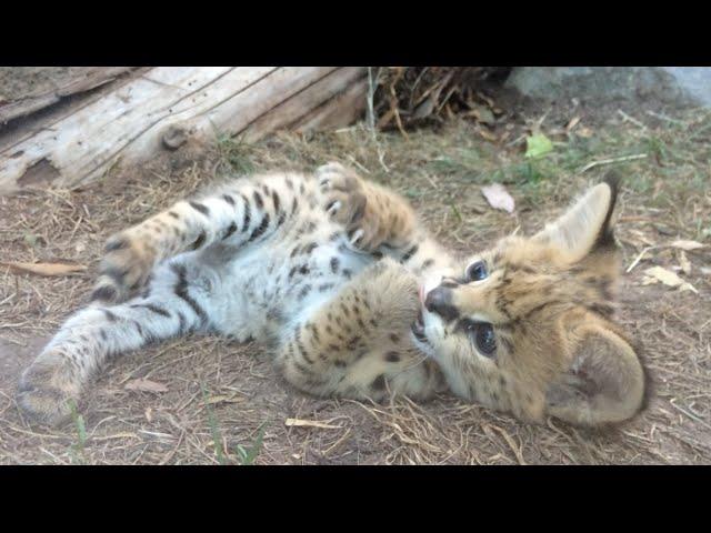 Cutest Serval Kitten Learns To Use Paws