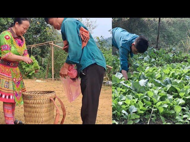 The orphan boy harvested vegetables to sell for money.