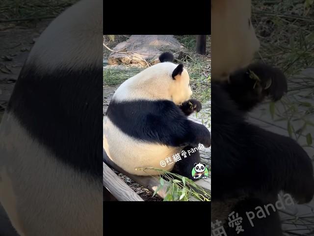 有心事的熊貓？！#大熊貓#熊貓#貓熊#판다 #panda#熊貓愛Panda#搞笑#有趣#funnypanda#可愛#療癒#華麗熊貓#華麗麗#南山竹海#animals