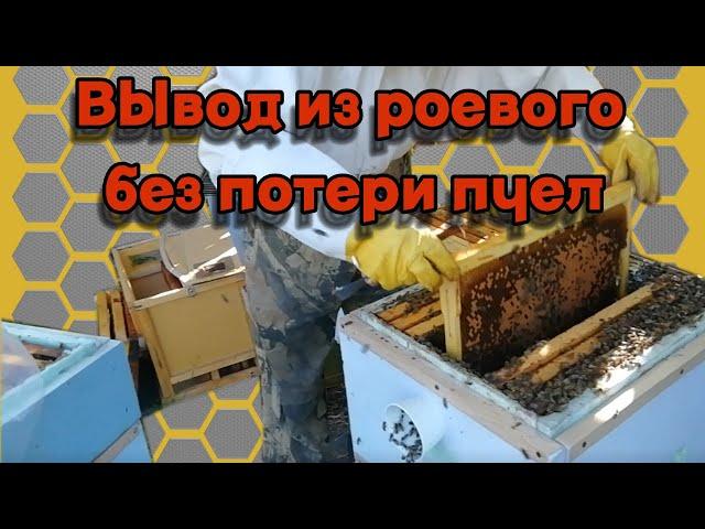 Вывод из роевого без потери пчел.- Метод Демари