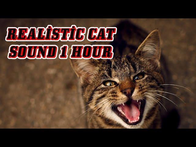 CAT MEOW SOUND / 1 Hour of Cat Meowing / REALİSTİC CAT SOUND 1 HOUR  [2023]