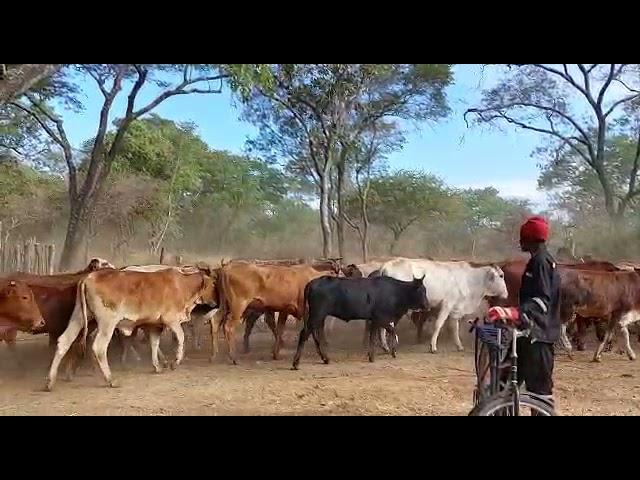 Value your cattle in zimbabwe