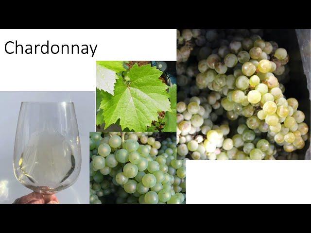 Grape Variety #1: Chardonnay