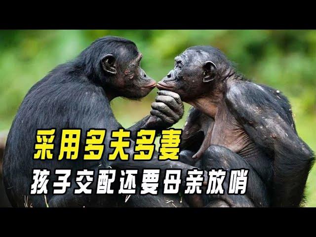 Why do bonobos mate in polygamy? Child mating old mother sentinel? 【Interesting News】