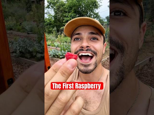 The first raspberry!!!  #garden #farming #harvest