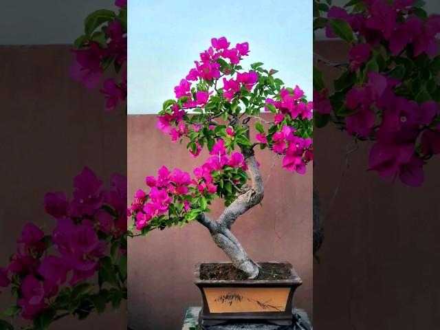 Bougainvillea bonsai #journey #bonsailovers #bonsaiworld #skbonsai #bonsailovers #bougainvillea