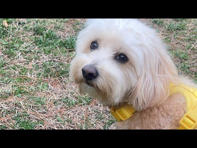 Spring Time is Here With Tedi The Dog With Passport to Travel is live!