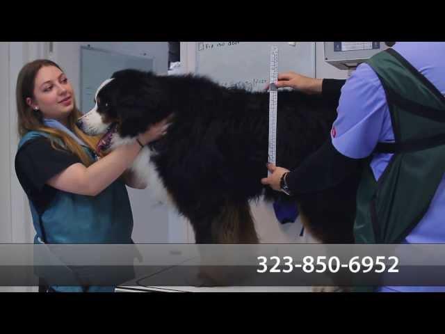 Welcome to Sunset Animal Hospital | Los Angeles, CA