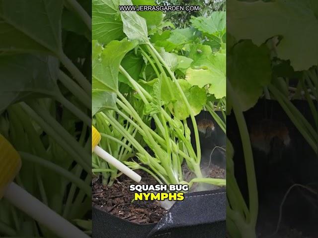 Gardening Tip: Diatomaceous Earth for Pest Control