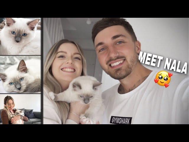 Bringing Home Our Ragdoll Kitten | WE GOT A KITTEN! | Kitten Essentials Mini Haul