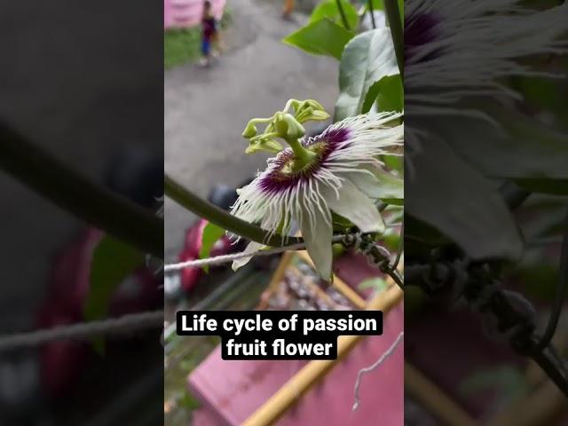 Passion fruit ( life cycle of passion fruit flower )