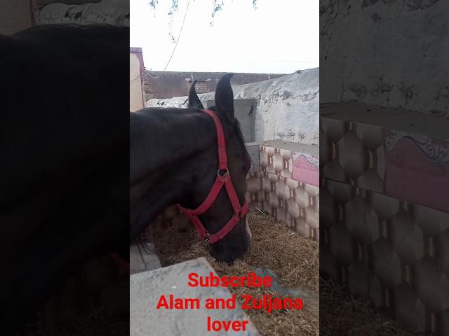 murtajiz badshah zuljana|zuljana pak
