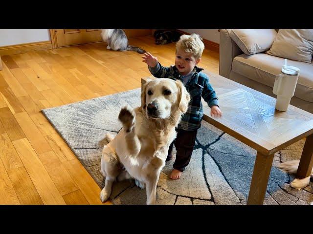 Adorable Baby Boy Teaches New Retriever To Say Bye Bye! (Cutest Ever!!)