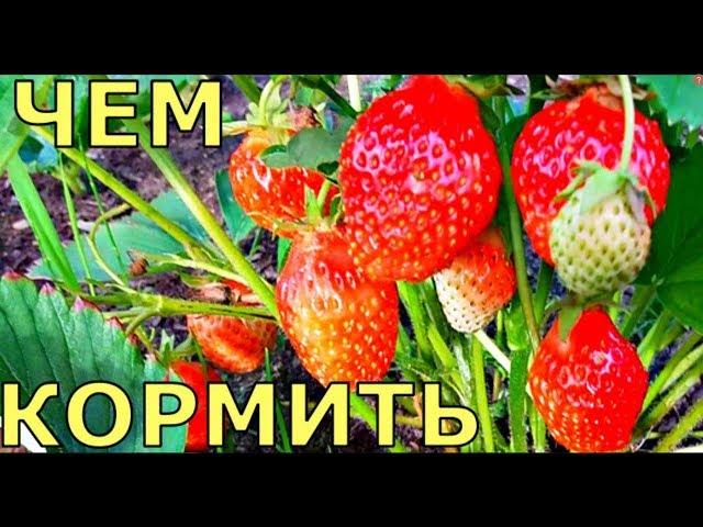 БОЛЬШОЙ урожай КЛУБНИКИ как УХАЖИВАТЬ