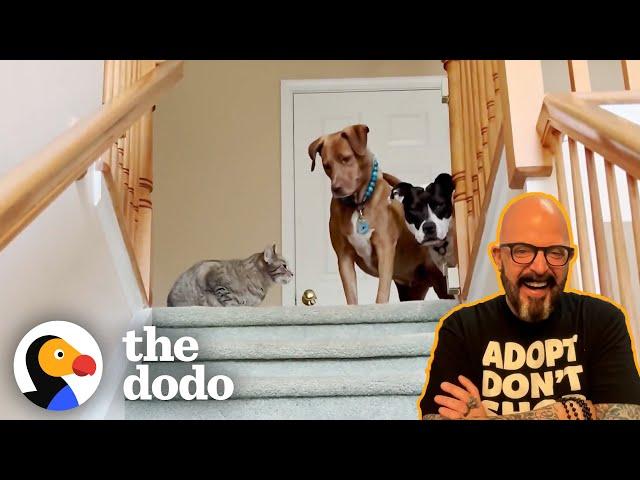 Cat Expert Jackson Galaxy Explains WEIRD Cat Behaviors! | The Dodo