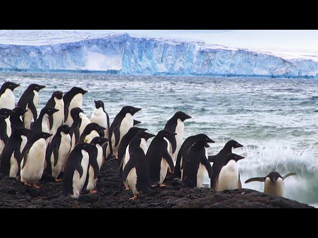 Antarctica, the frozen ends of the world | Documentary in English