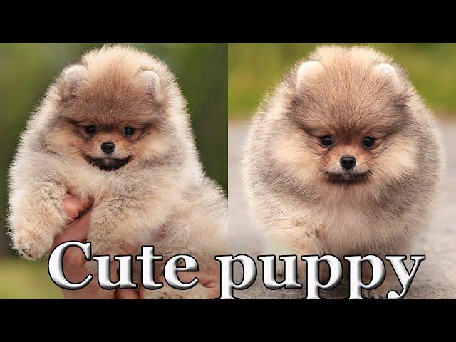 Cute Pomeranian puppy Teddy Bear style. 011 #pomeranianpuppy #cutepomeranian #pomeranian