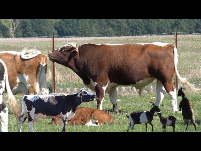 Majątek Rutka - Gigant Buhaj Brutal Białogrzbiet