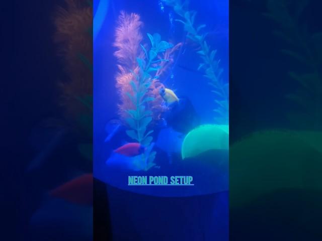 Neon widow tetra fish in new neon setup aquarium pond #neon #fishytails #asmr