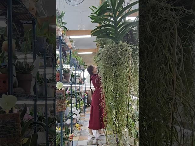 Оранжерейное приветствие #цветы #greenhouse #orchid #flowers #vanda