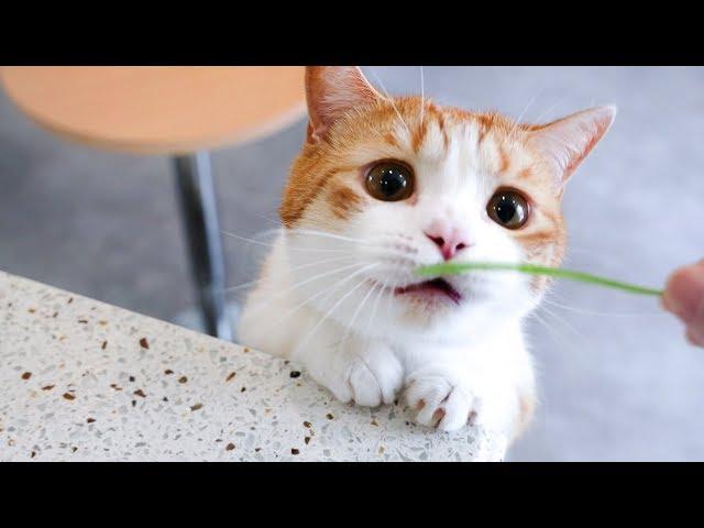 Cats only like girl? Host and Cats get along for one day, cats are double-faced? | SanHua Cat Live