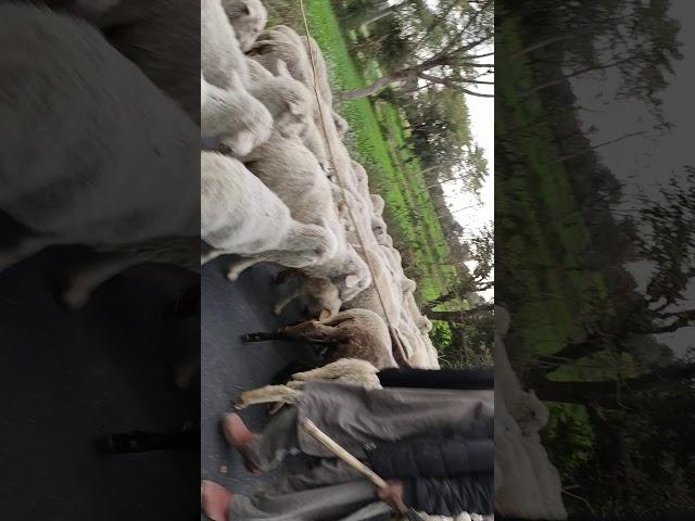 Nomads