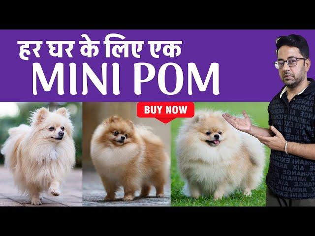 Toy Sized Mini Pom for Every Home, Adorable, Compact, and Loving Toy Sized Dogs