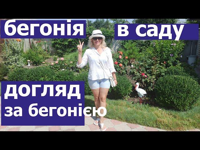 Як садити бегонію/Основні ПРАВИЛА посадки та догляду! Правильний ПОЛИВ