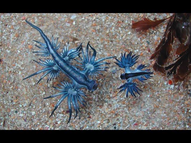 Голожаберный моллюск Главк (лат. Glaucus atlanticus)