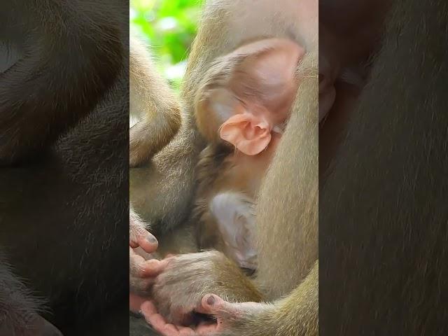 Rewinding Time: Luno's Birth and Early Life#202 #short #macaque #cute #monkeybehaviours