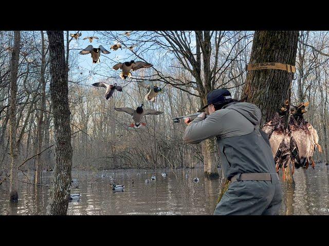 ARKANSAS FLOODED TIMBER DUCK HUNT!! MALLARDS POURING IN THE TREES! (QUICK LIMITS)