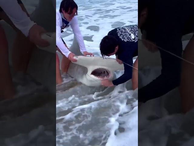 Unhooking/Releasing A HAMMERHEAD SHARK?!?  #sharkfishing #sharklife #fishing #lbsf #giantsharks