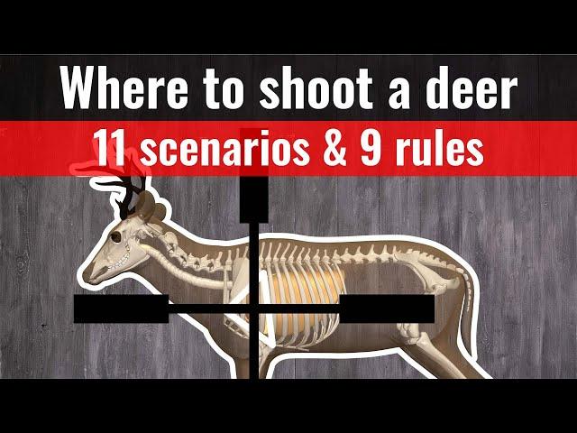 where to shoot a deer - 11 shot placement charts (where to aim)