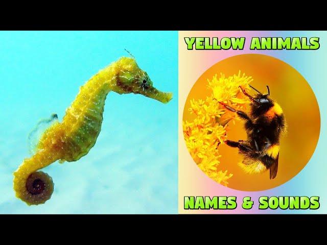 Yellow-Colored Animals for Kids - Animal Names and Sounds #animals #educational #kids #kiddizoo