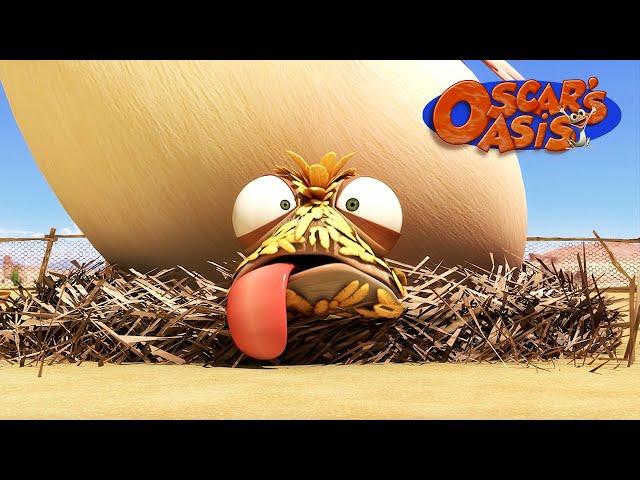 Baby Chicken Oscar COMPILATION | Oscar's Oasis | Kids Cartoons