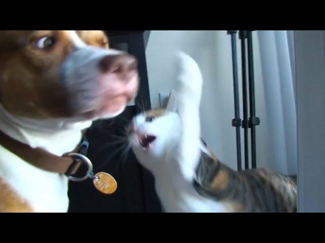 Funniest Mean Cats  - Don't try to hold back Laughter   | The Pet Collective